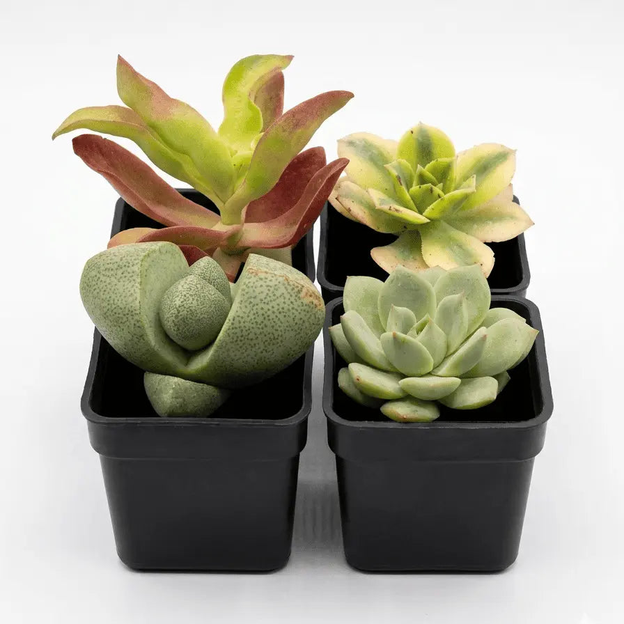 Assorted Succulents Pack of 4 - Shalamar Nurseries & Landscapers