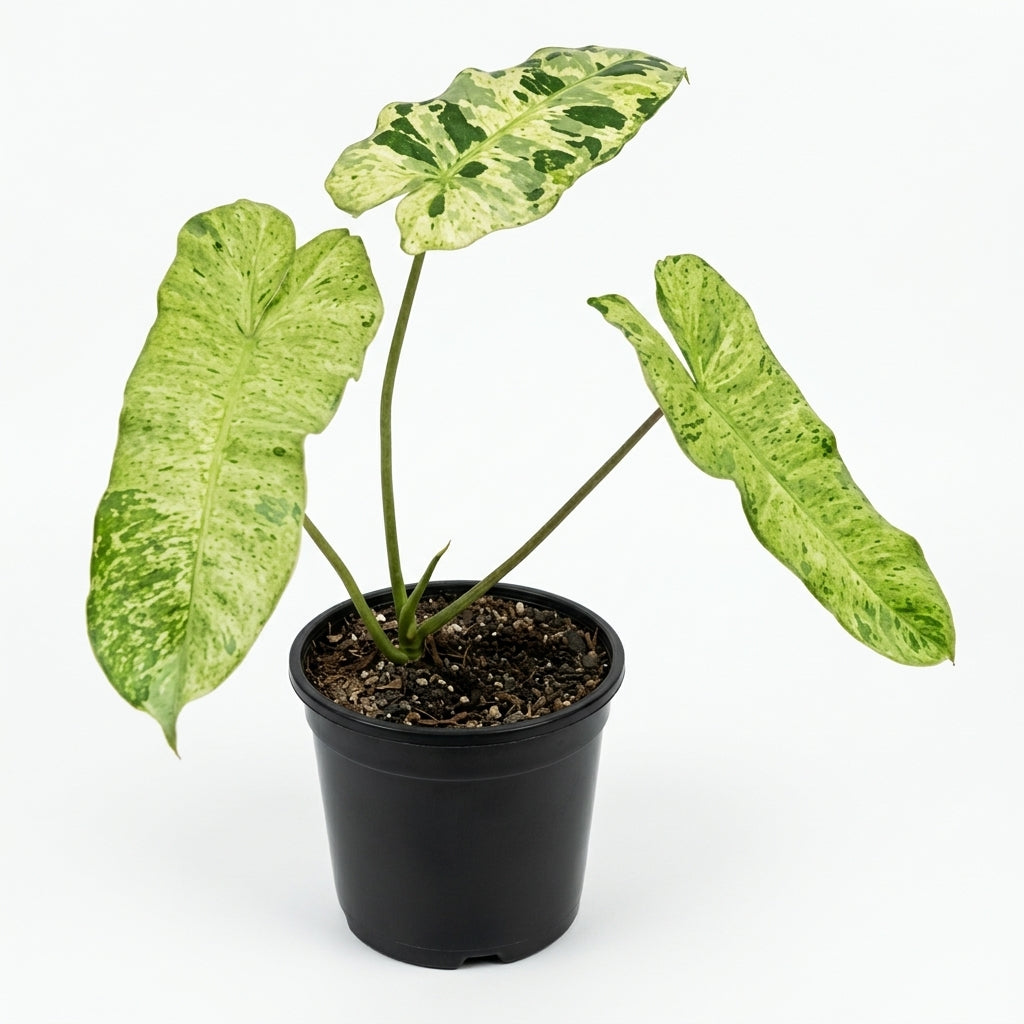 Philodendron paraiso verde