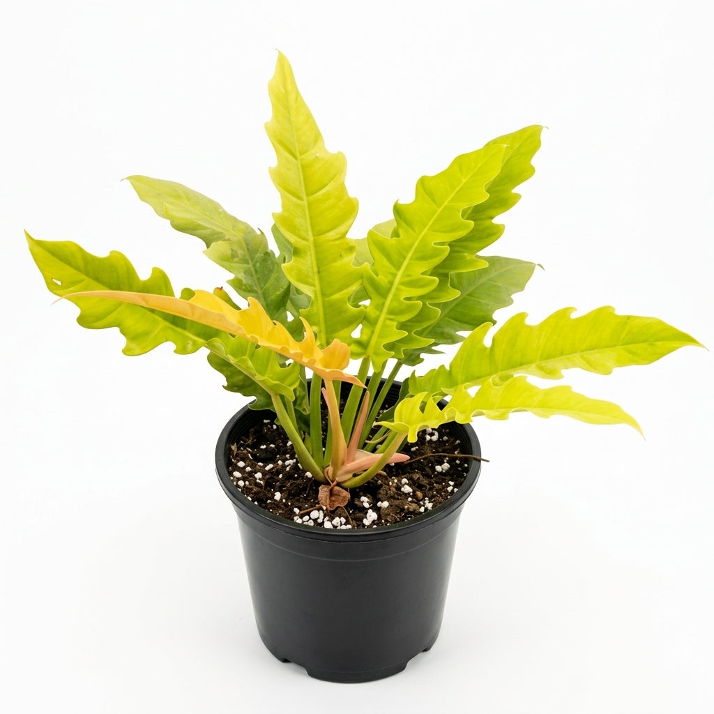 Philodendron ring of fire gold