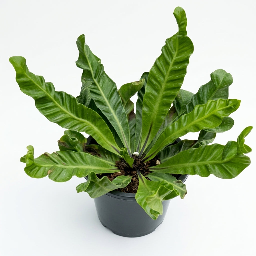 Cobra Fern
