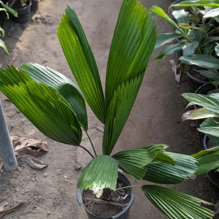 Licuala grandis palm (fan palm)