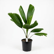 Licuala grandis palm (fan palm)