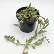 Senecio Herreanus (String of Beans)