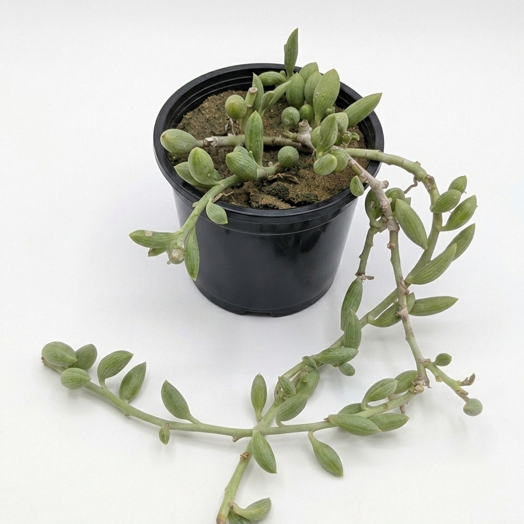 Senecio Herreanus (String of Beans)