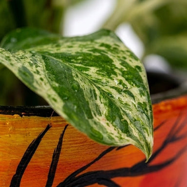 Money Plant Marble Queen in Sunset Grove Terra Pot