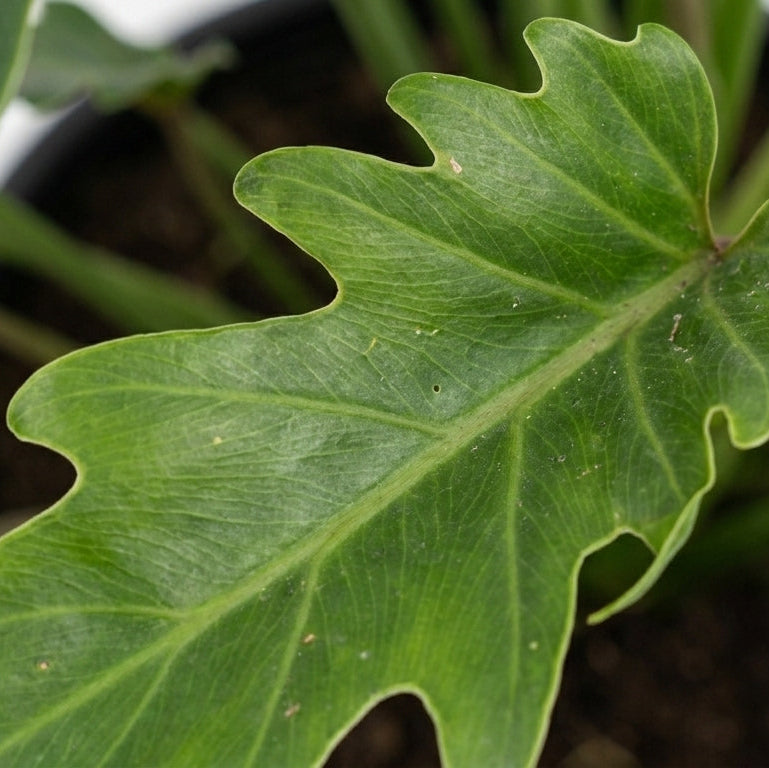 Philodendron Xanadu