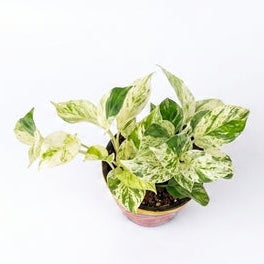 Money Plant Marble Queen in Sunset Grove Terra Pot