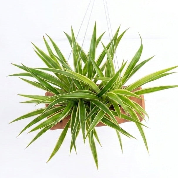 Spider Plant in Terracotta Bamboo shape Planter