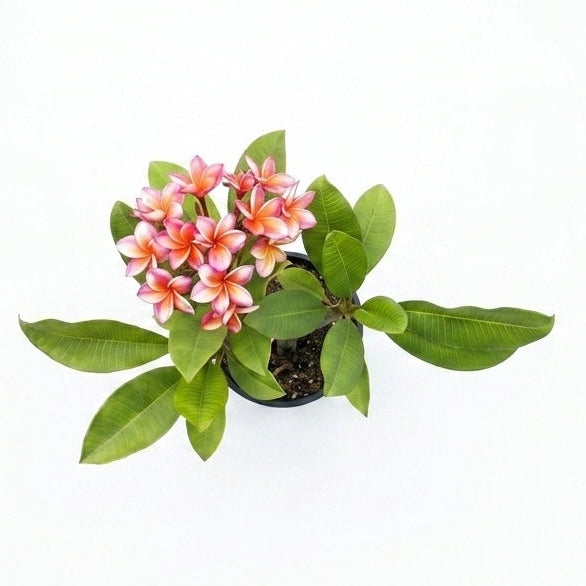 Plumeria Champa Peach