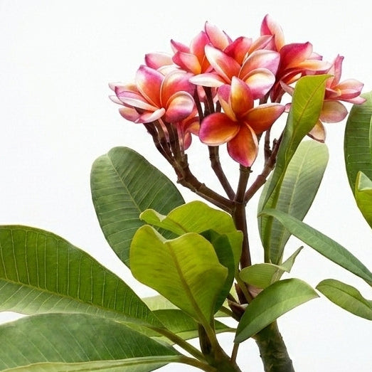 Plumeria Champa Peach