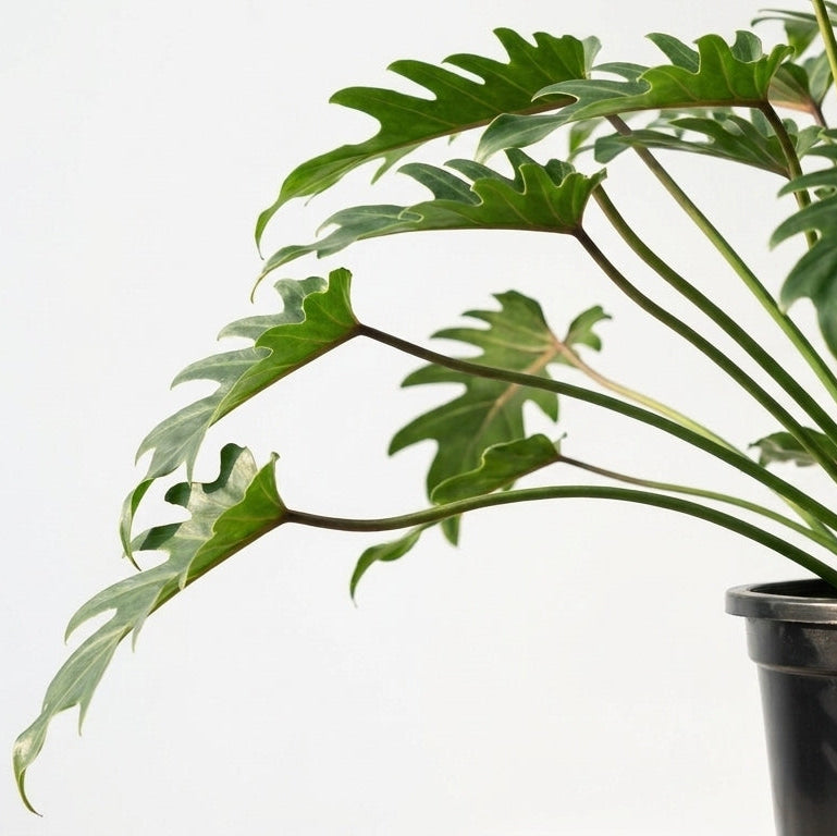 Philodendron Xanadu
