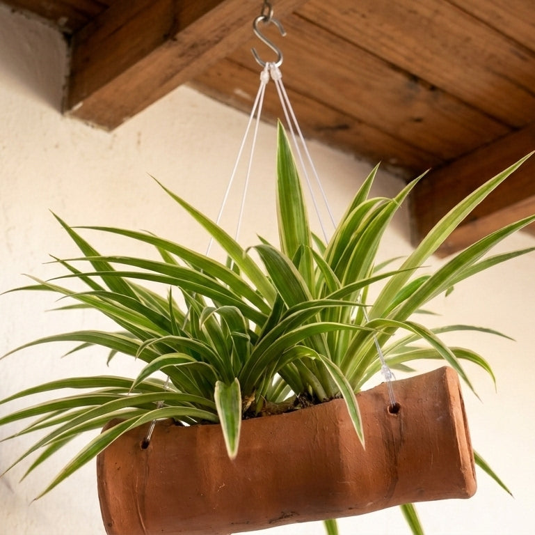 Spider Plant in Terracotta Bamboo shape Planter