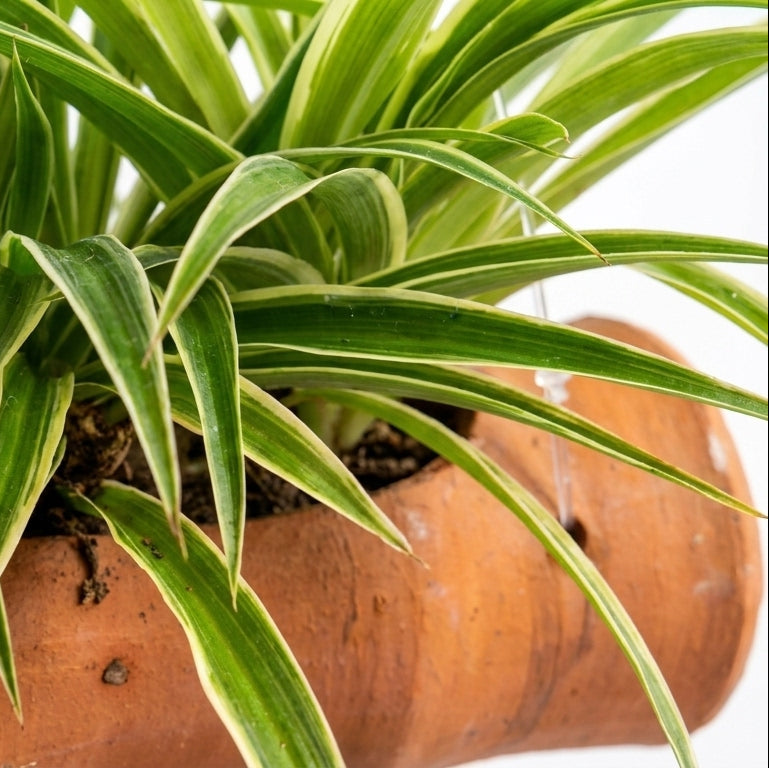 Spider Plant in Terracotta Bamboo shape Planter