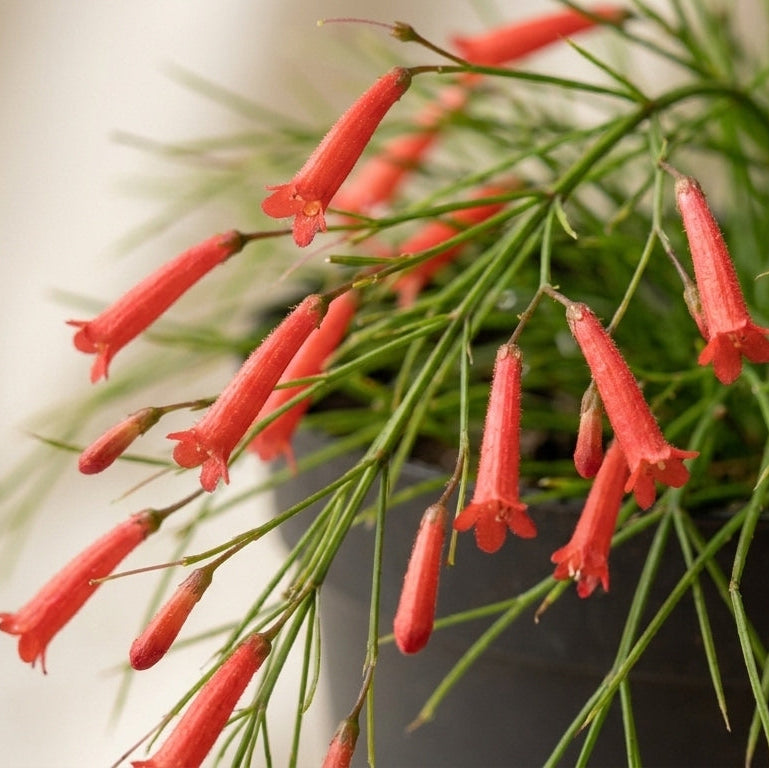 Russelia Red