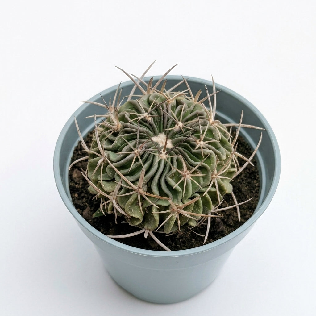 Stenocactus Multicostatus (Brain Cactus)