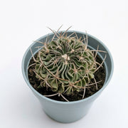Stenocactus Multicostatus (Brain Cactus)