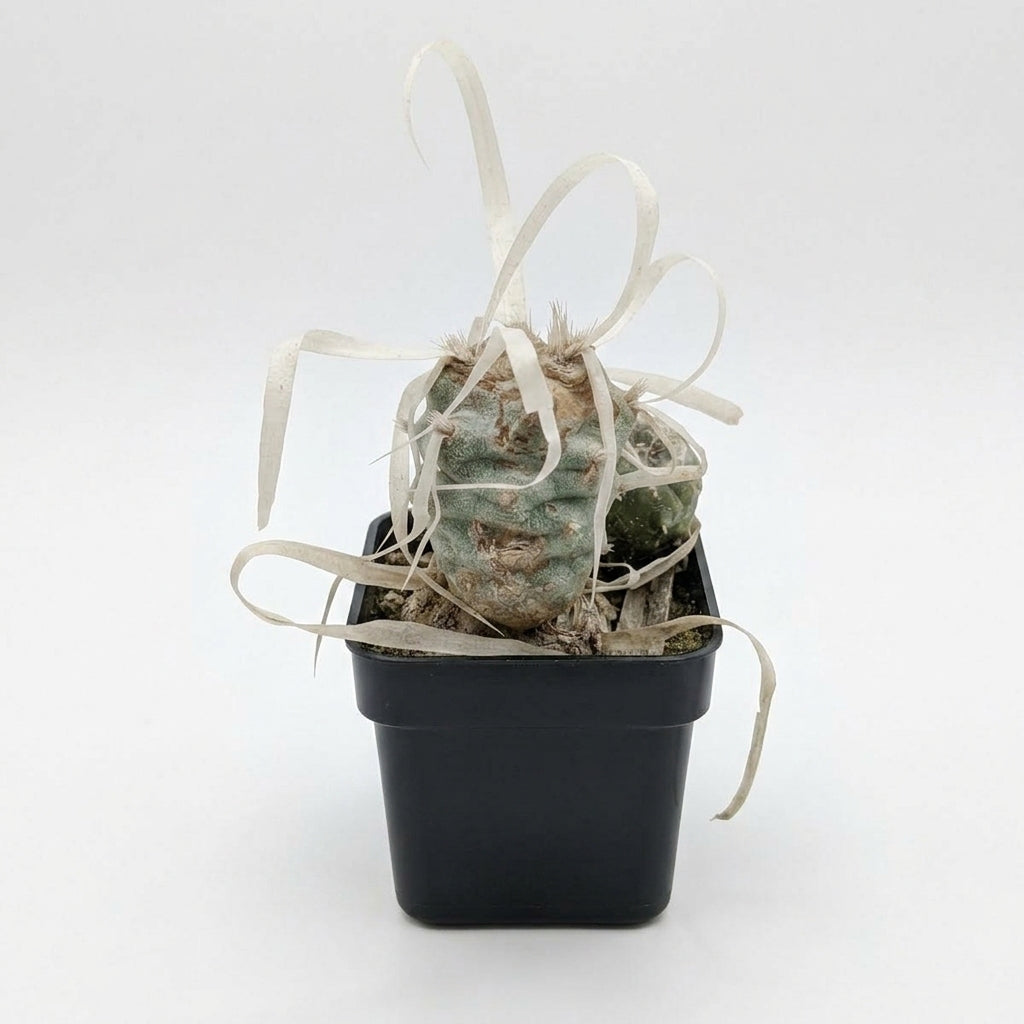 Tephrocactus articulatus Paper Cactus
