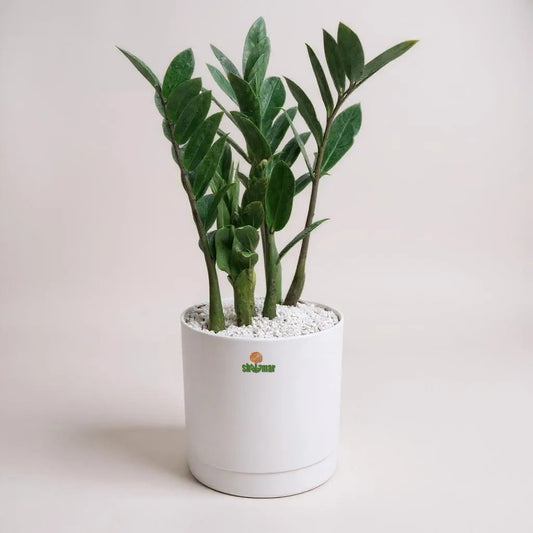 ZZ Plant in Zen Pot