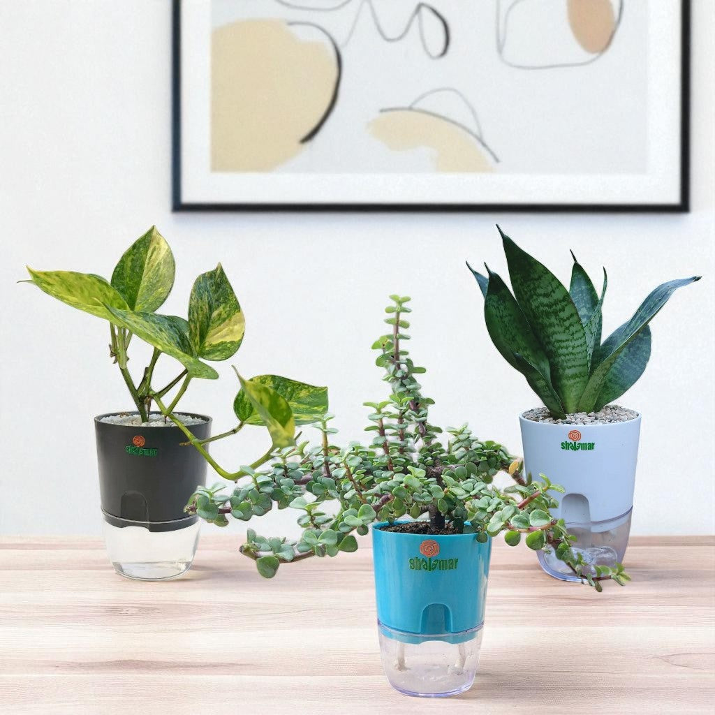 Set of 3 -Money Plant Green, Jade, Snake Hahnii