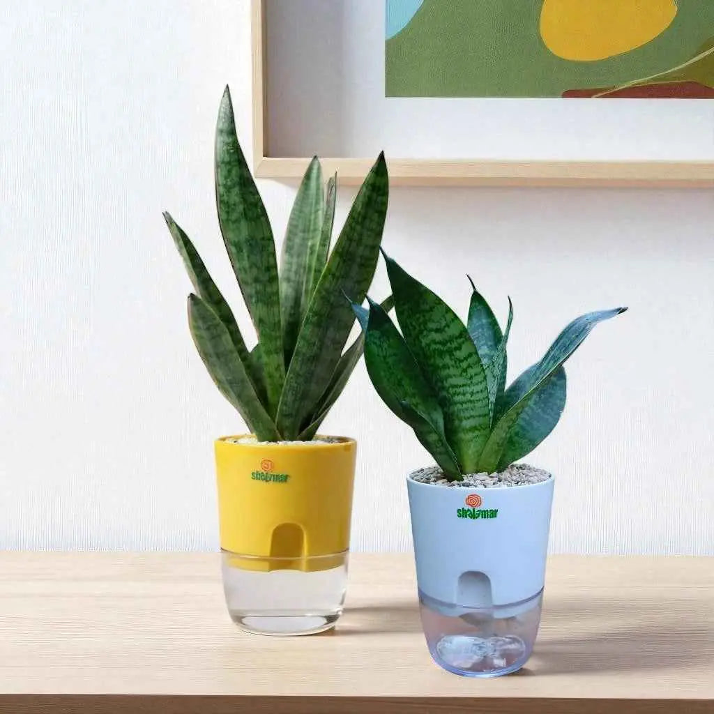 lidl snake plant Set of 2 - Snake Plant Hahnii and Trifasciata