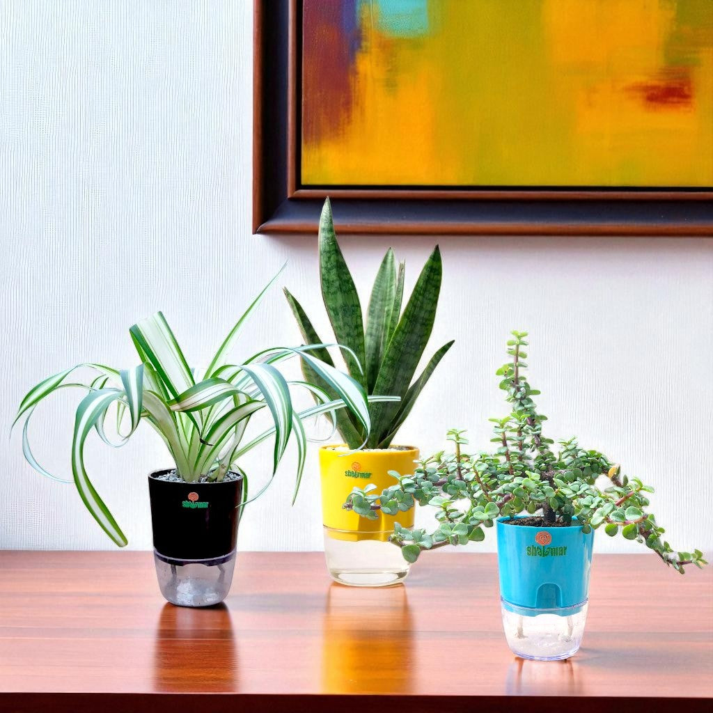 Set of 3 - Jade, Spider & Snake Plant in Self Watering Pots