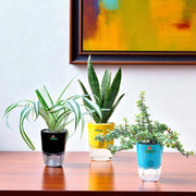 Set of 3 - Jade, Spider & Snake Plant in Self Watering Pots