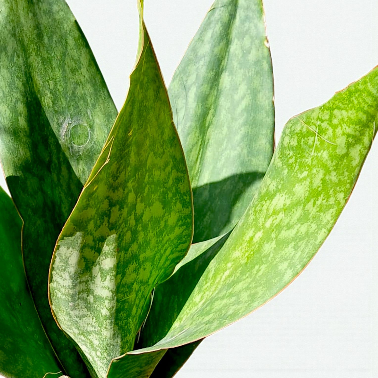 Snake Plant Sensaveria Whale Fin