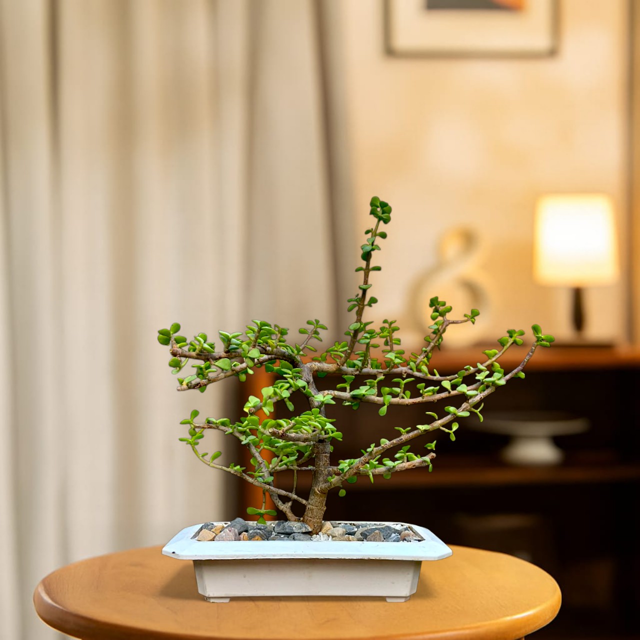 Lucky Jade Plant Bonsai