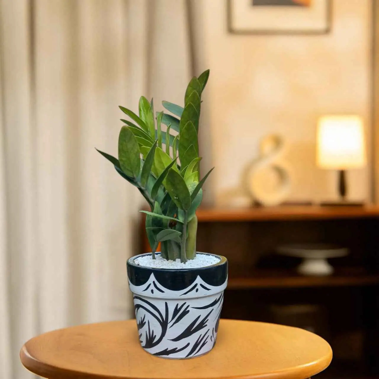 zz plant terracotta pot ZZ Plant Green in Painted terracotta pot