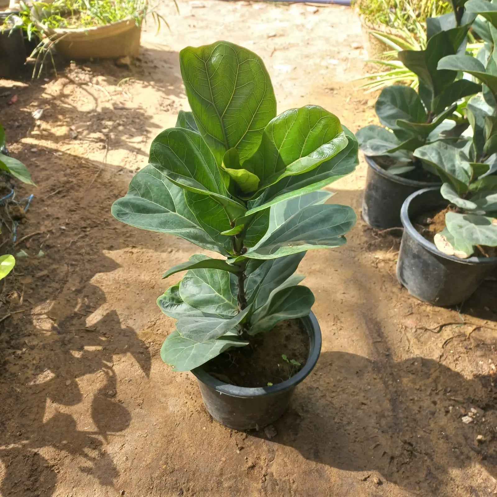 Fiddle Leaf Ficus Lyrata