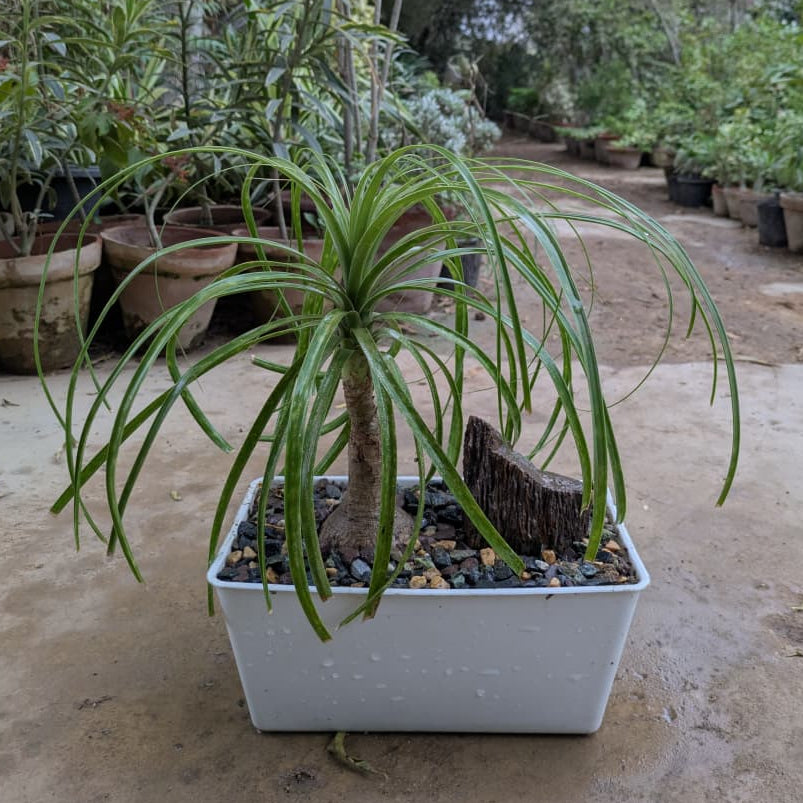 Ponytail Palm with Bonsai Tray and Fossil Stone