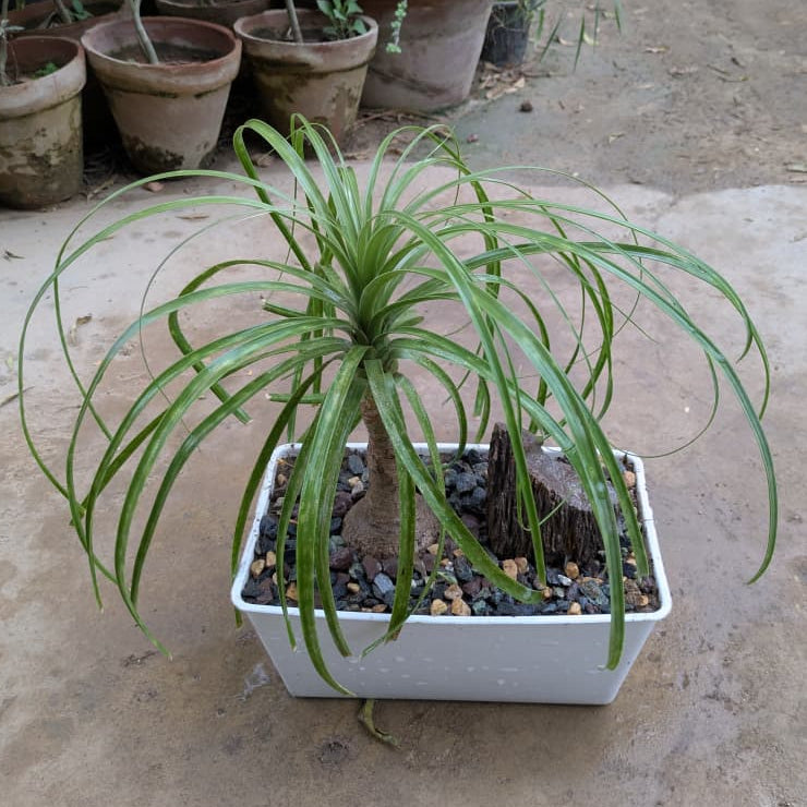 Ponytail Palm with Bonsai Tray and Fossil Stone