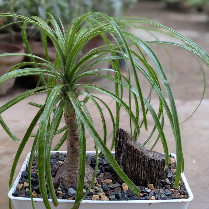 Ponytail Palm with Bonsai Tray and Fossil Stone