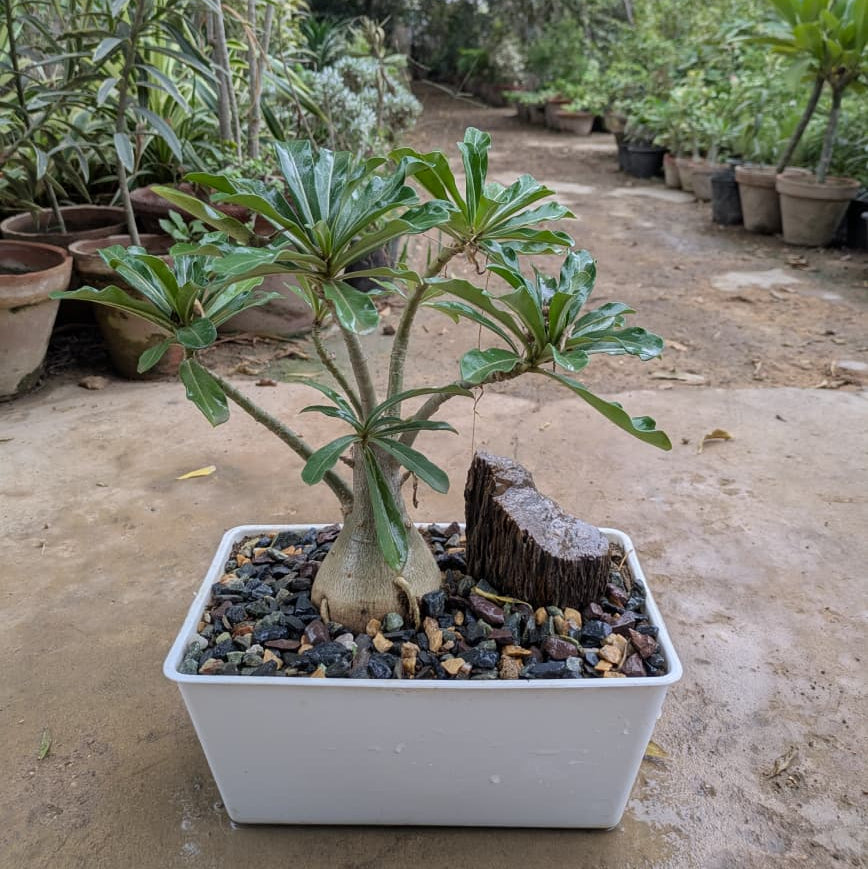 Adenium with Bonsai Tray