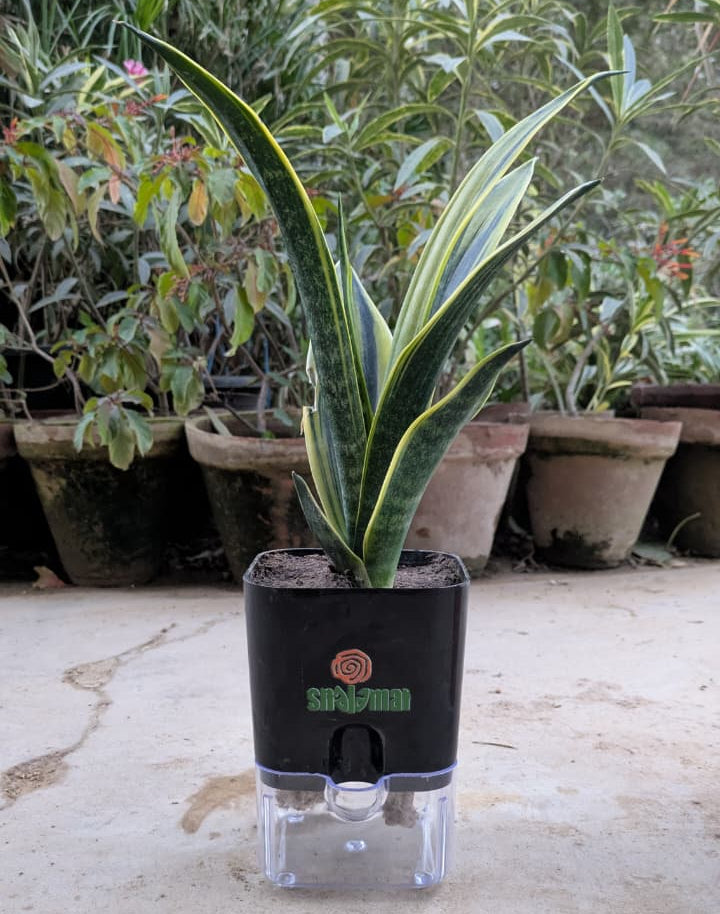 Snake Plant Sansevieria Golden Flame in Square Self Watering Pot