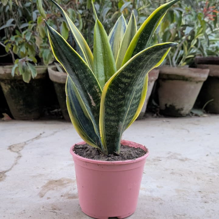 Snake Plant Golden Flame in Mist Pot