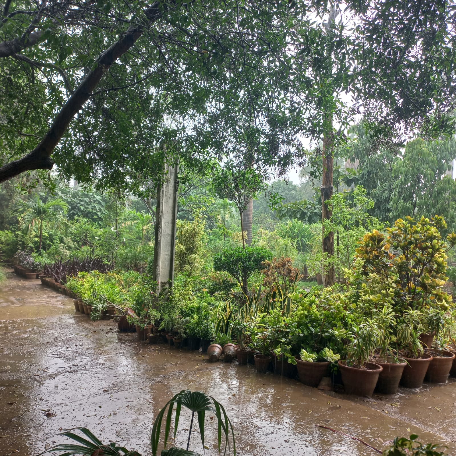 Shalamar Nurseries & Landscapers