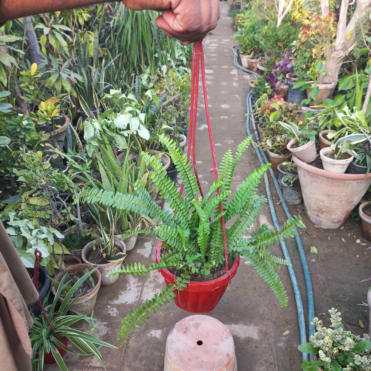 Boston fern in Hanging Basket