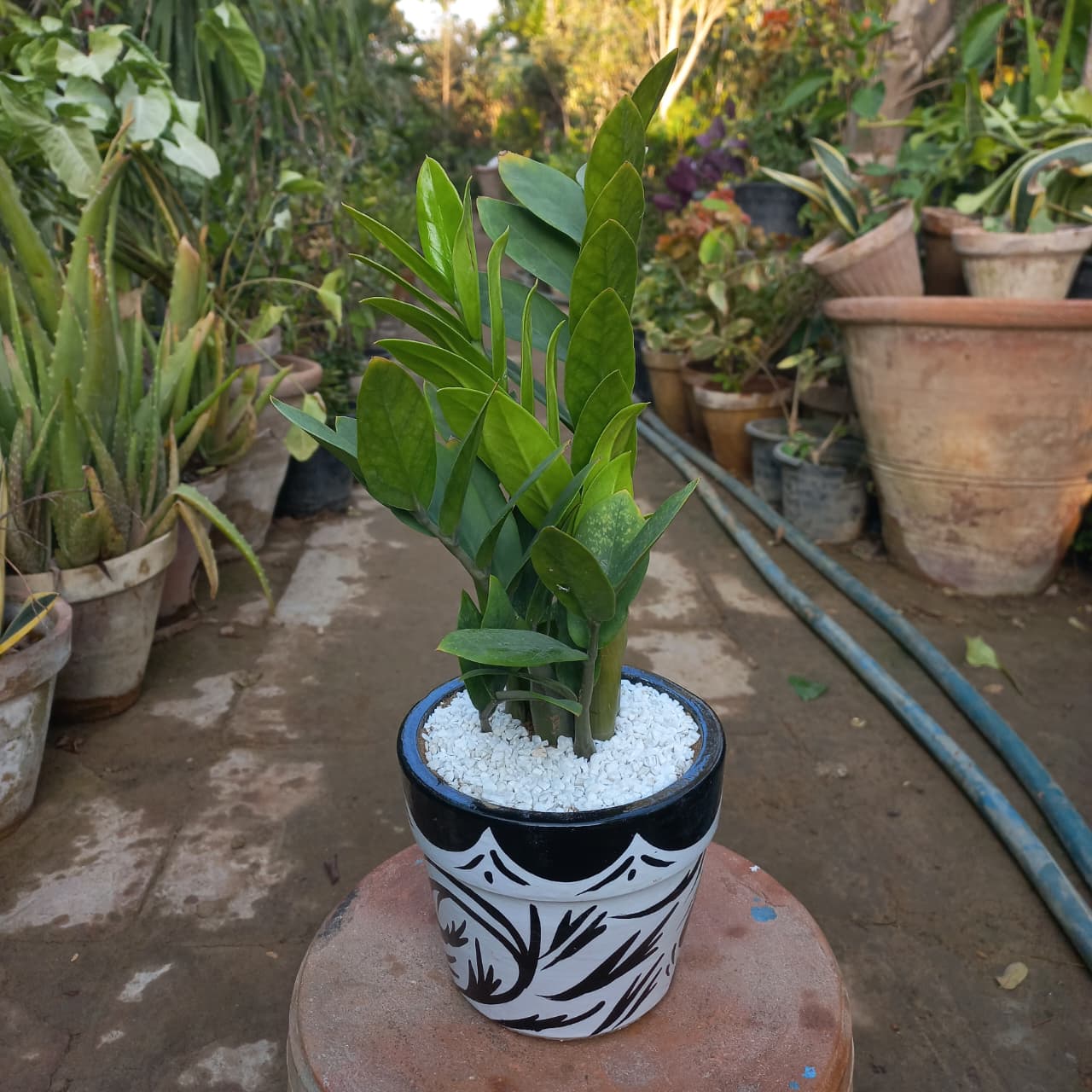 ZZ Plant Green in Painted terracotta pot