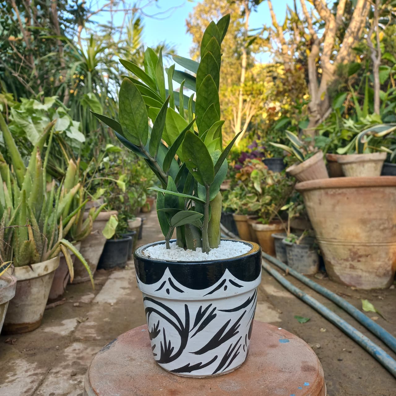 ZZ Plant Green in Painted terracotta pot