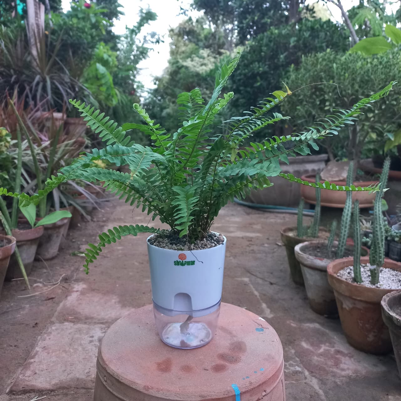 Boston Fern
