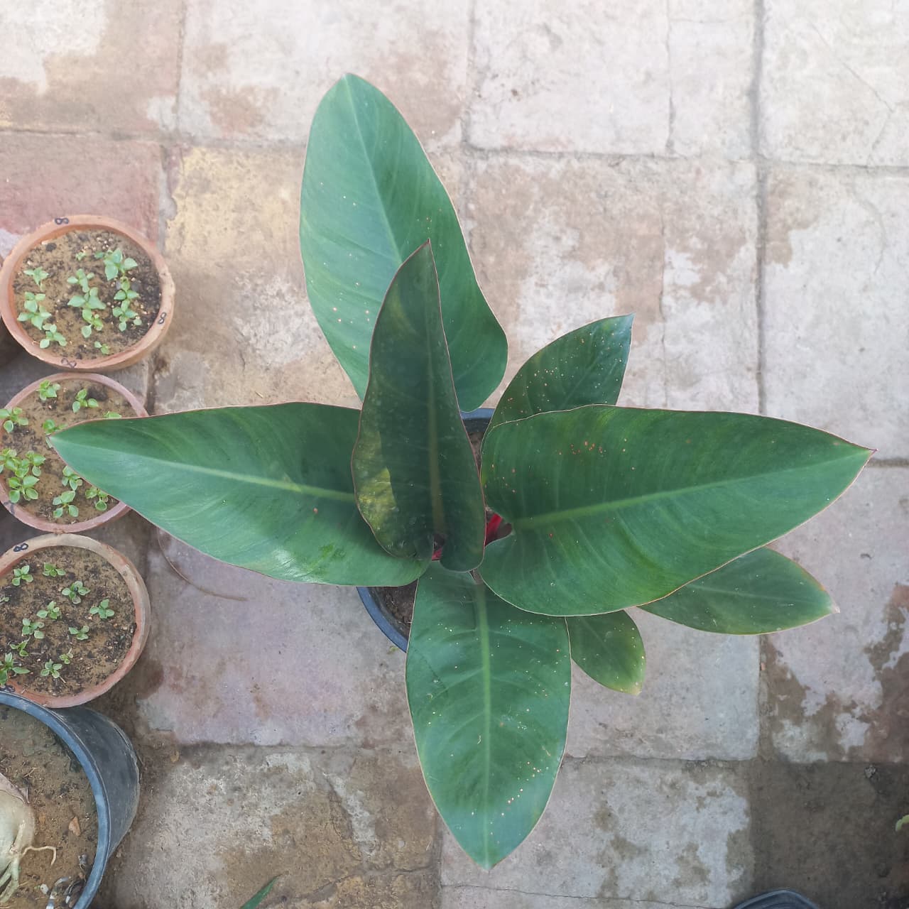 Philodendron Red Congo