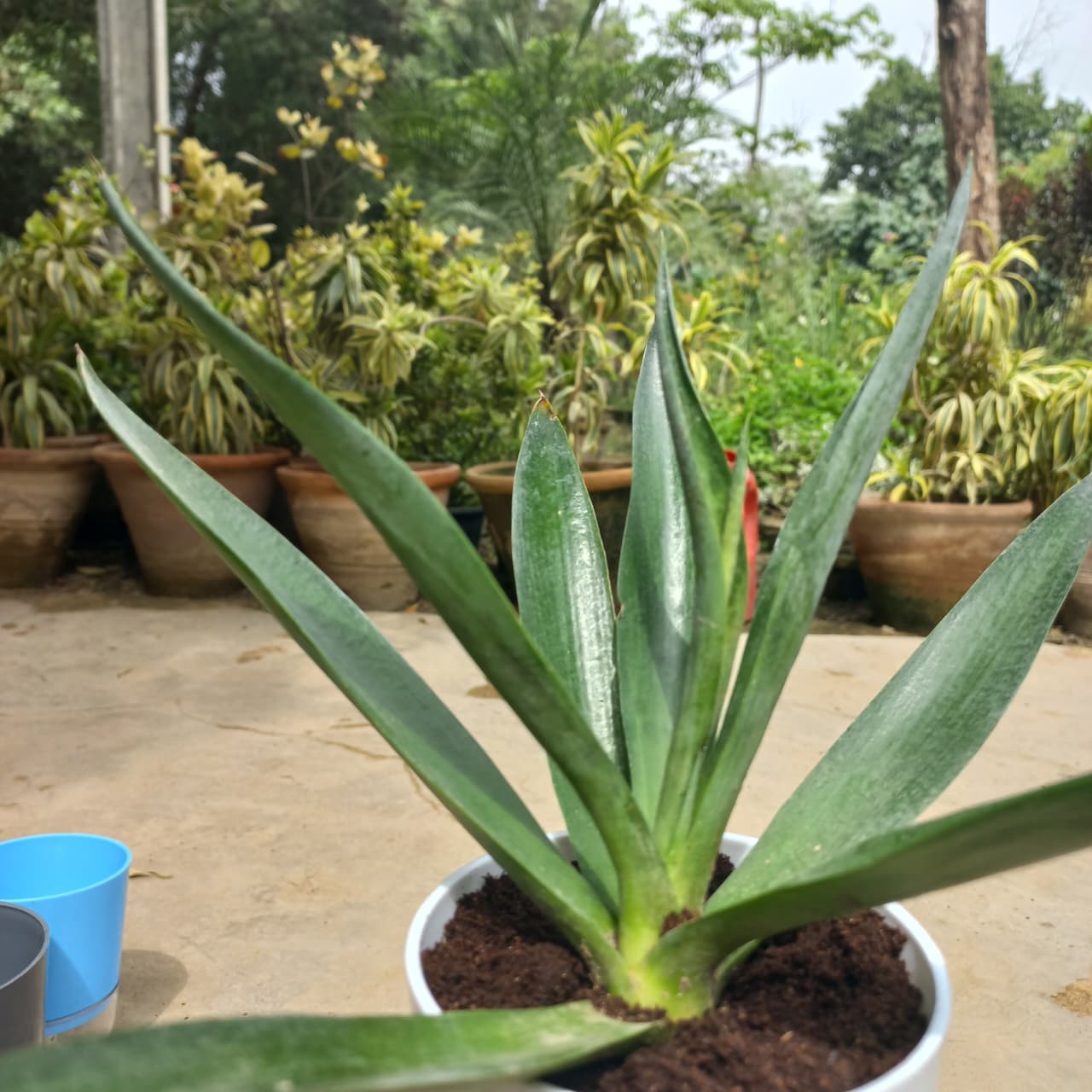 Agave green