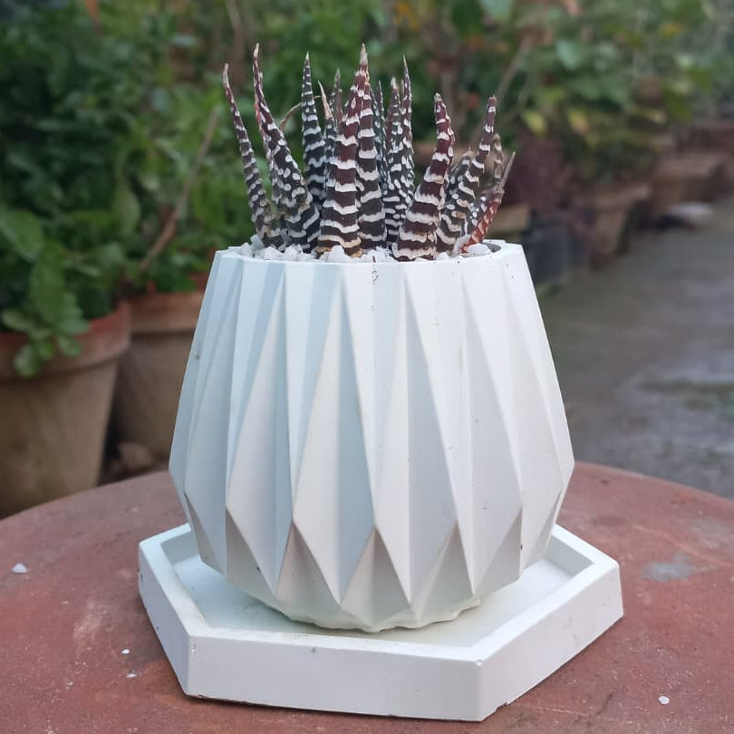 Haworthia Zebra in Diamond Pot with Tray