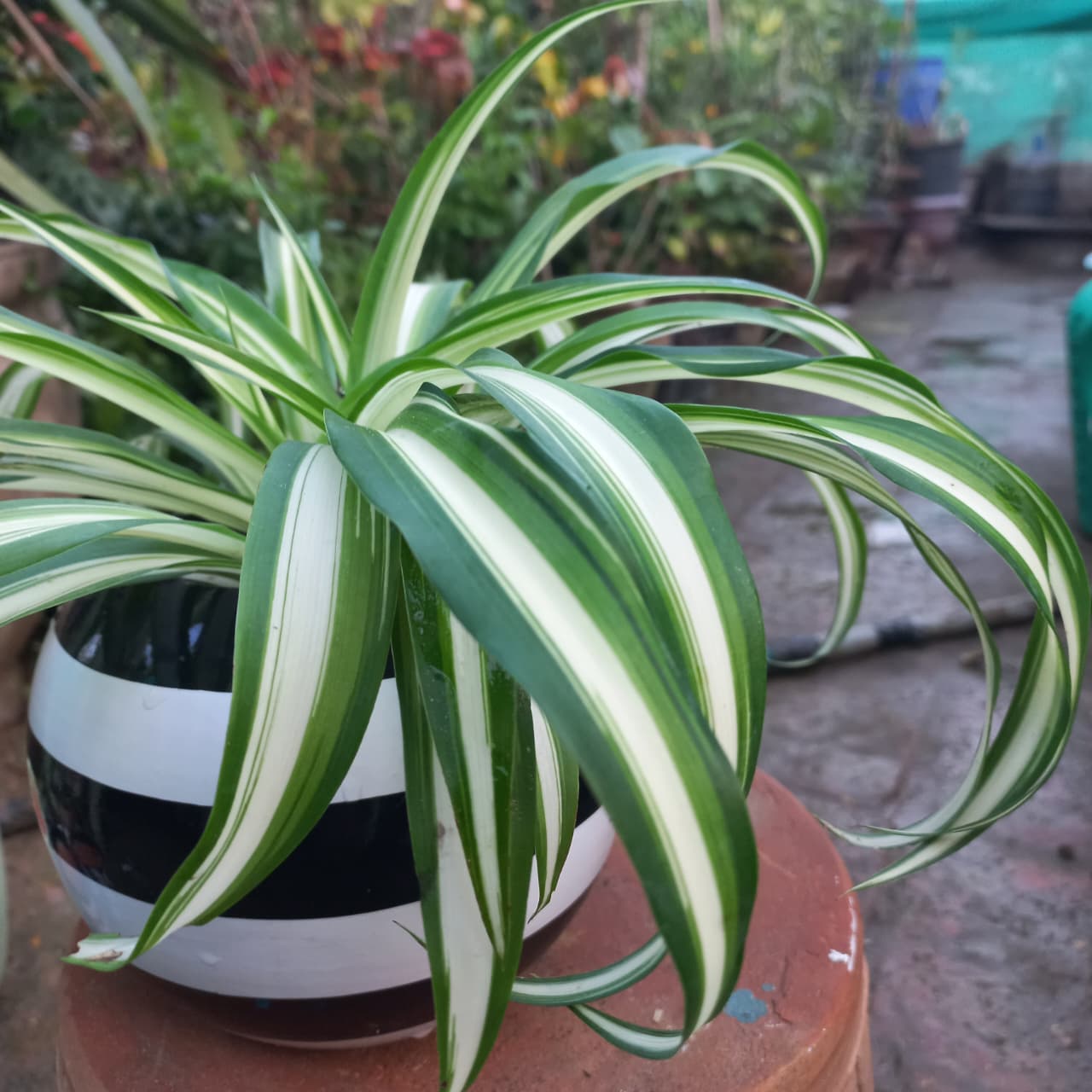Chlorophytum Spider Plant V. in Striped Terracotta Pot