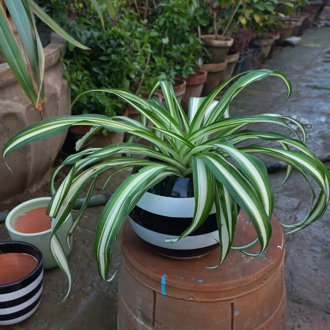Chlorophytum Spider Plant V. in Striped Terracotta Pot