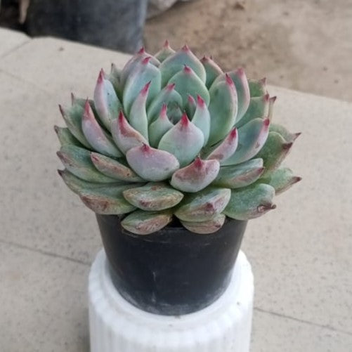 Echeveria colorata