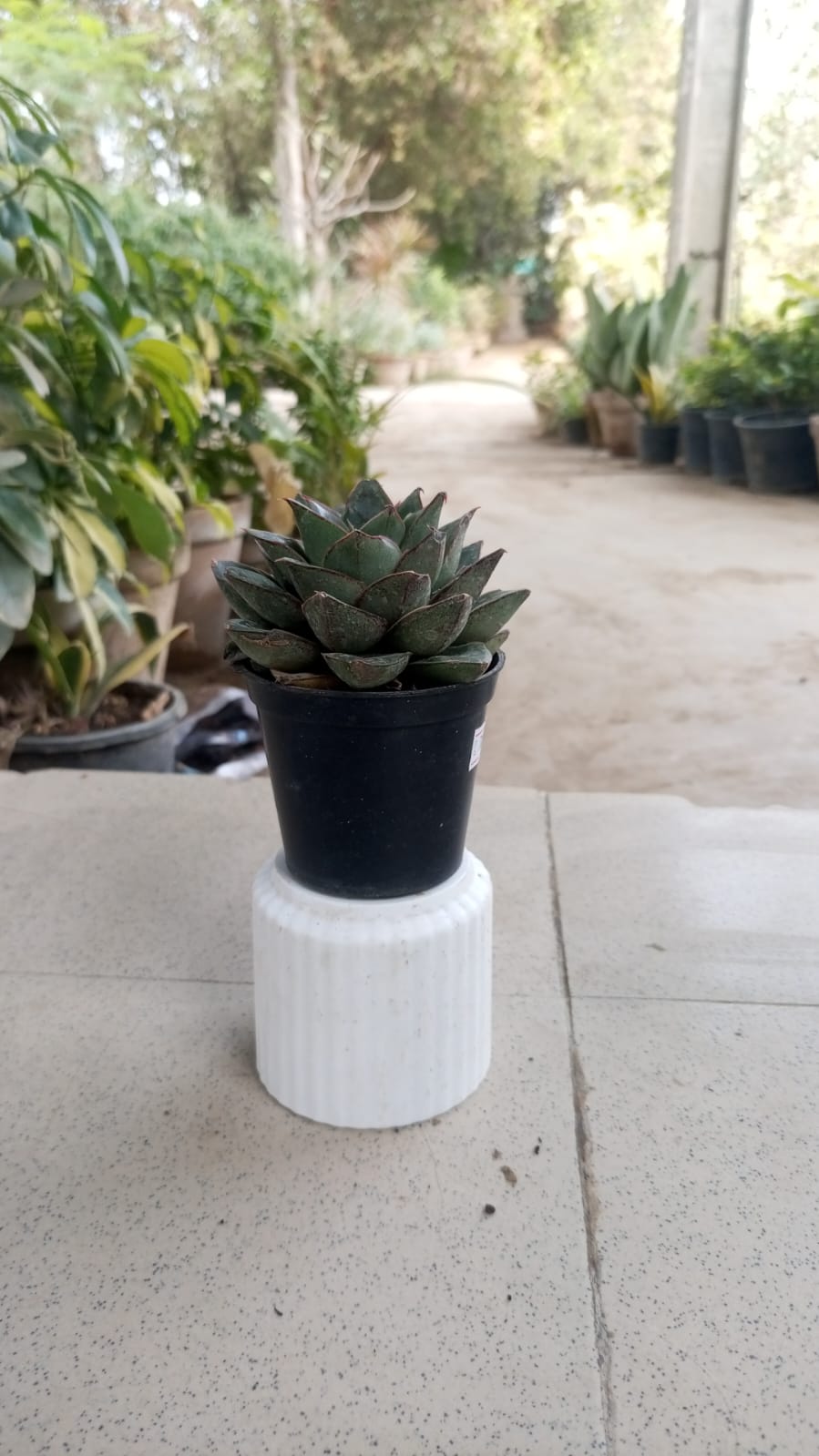 Echeveria Purpusorum