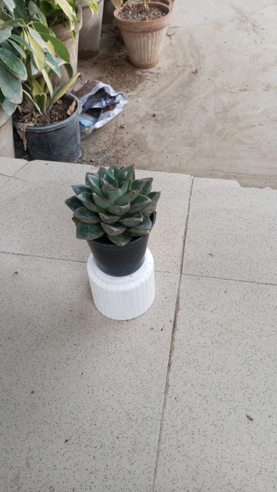 Echeveria Purpusorum