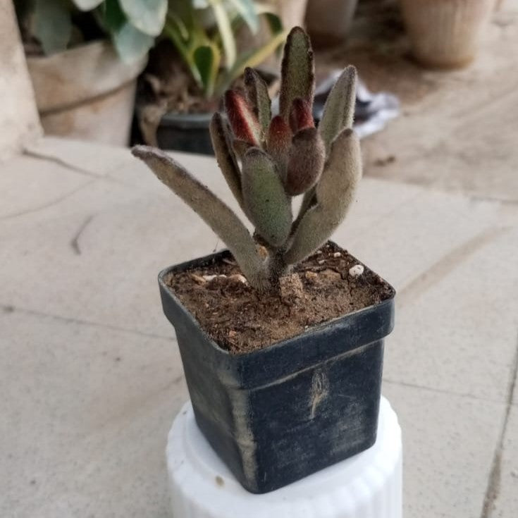 Kalanchoe tomentosa 'Chocolate Soldier